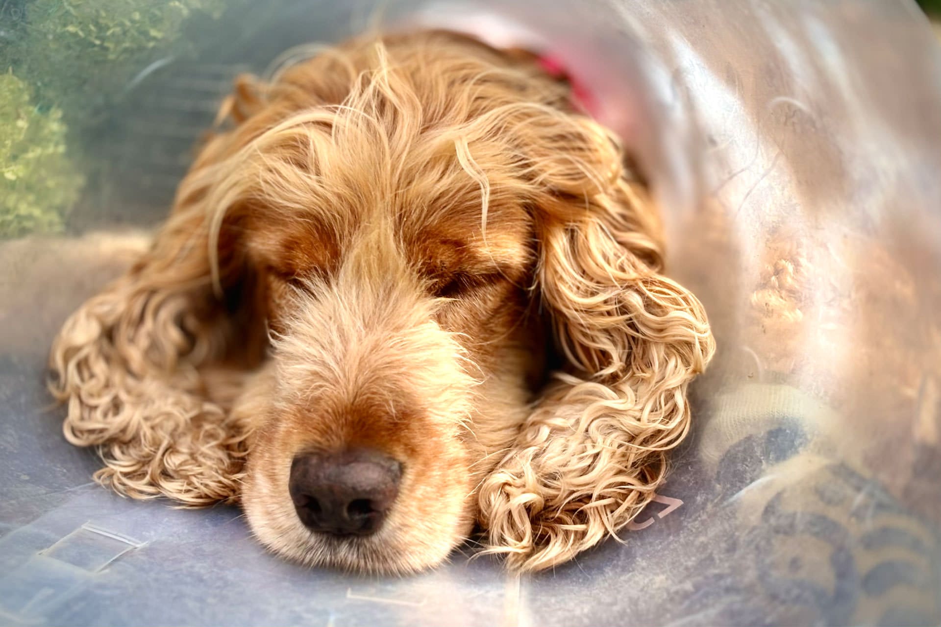 Pet-H-5 Wedding Photography by Parker Photography