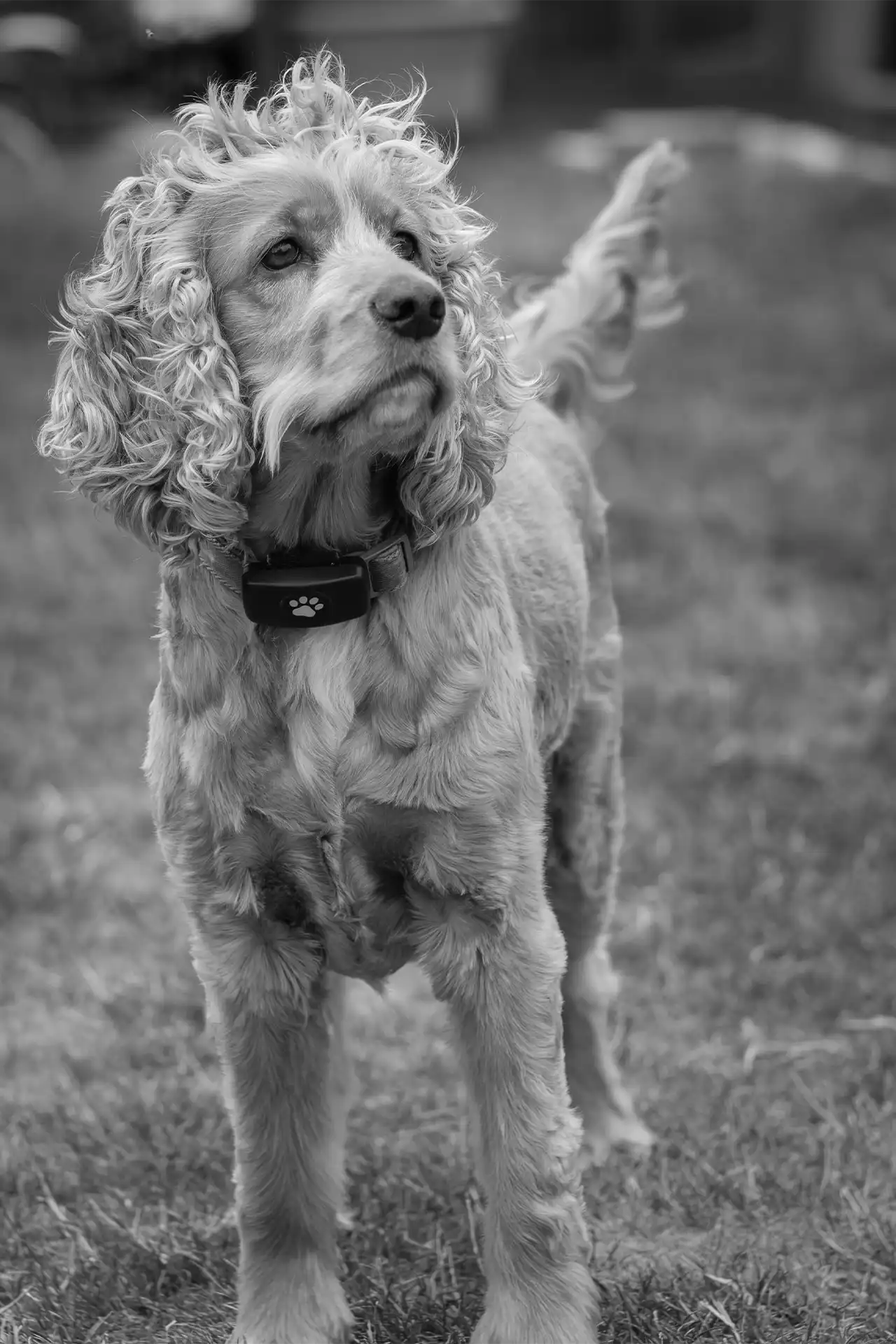 Dog Portrait in Black and White