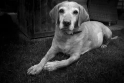 dog relaxed