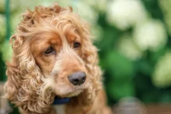 Dog pensive look