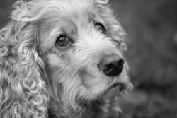 dog face black and white