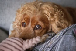 dog eyes