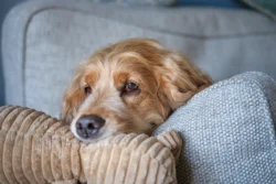 dog on sofa