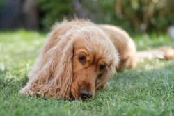 dog chewing