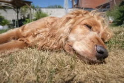 Close up dog sleeping
