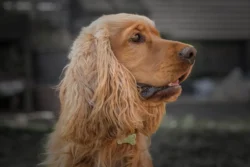 dog looking left