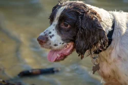 dog staring in water