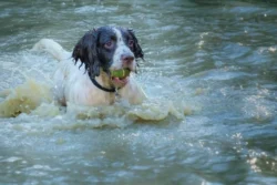 dog swimming