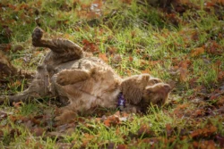 Dog rolling on floor