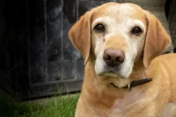old dog looking at you