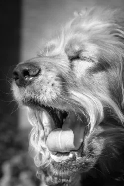 close up dog yawning