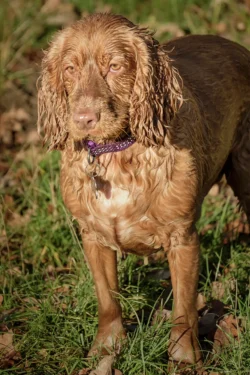 wet dog
