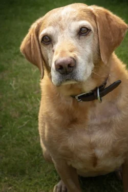 dog portrait