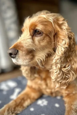 dog looking out window