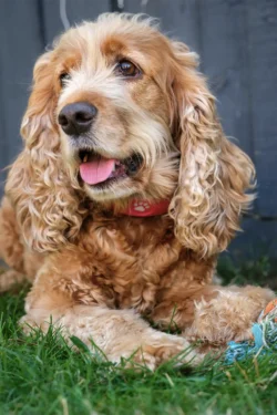 cute dog